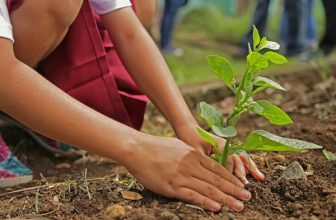 2,200 bushes planted due to you! – Coconut Bowls