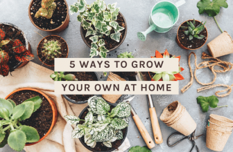 5 Methods to Develop Your Personal at House – Coconut Bowls