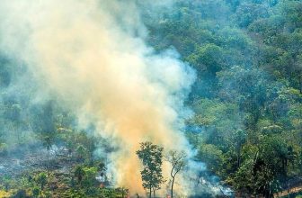 Rainforest Alliance Helps Brazilian Frontliners Combating Amazon Fir – Coconut Bowls