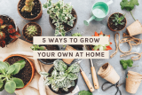 5 Methods to Develop Your Personal at House – Coconut Bowls
